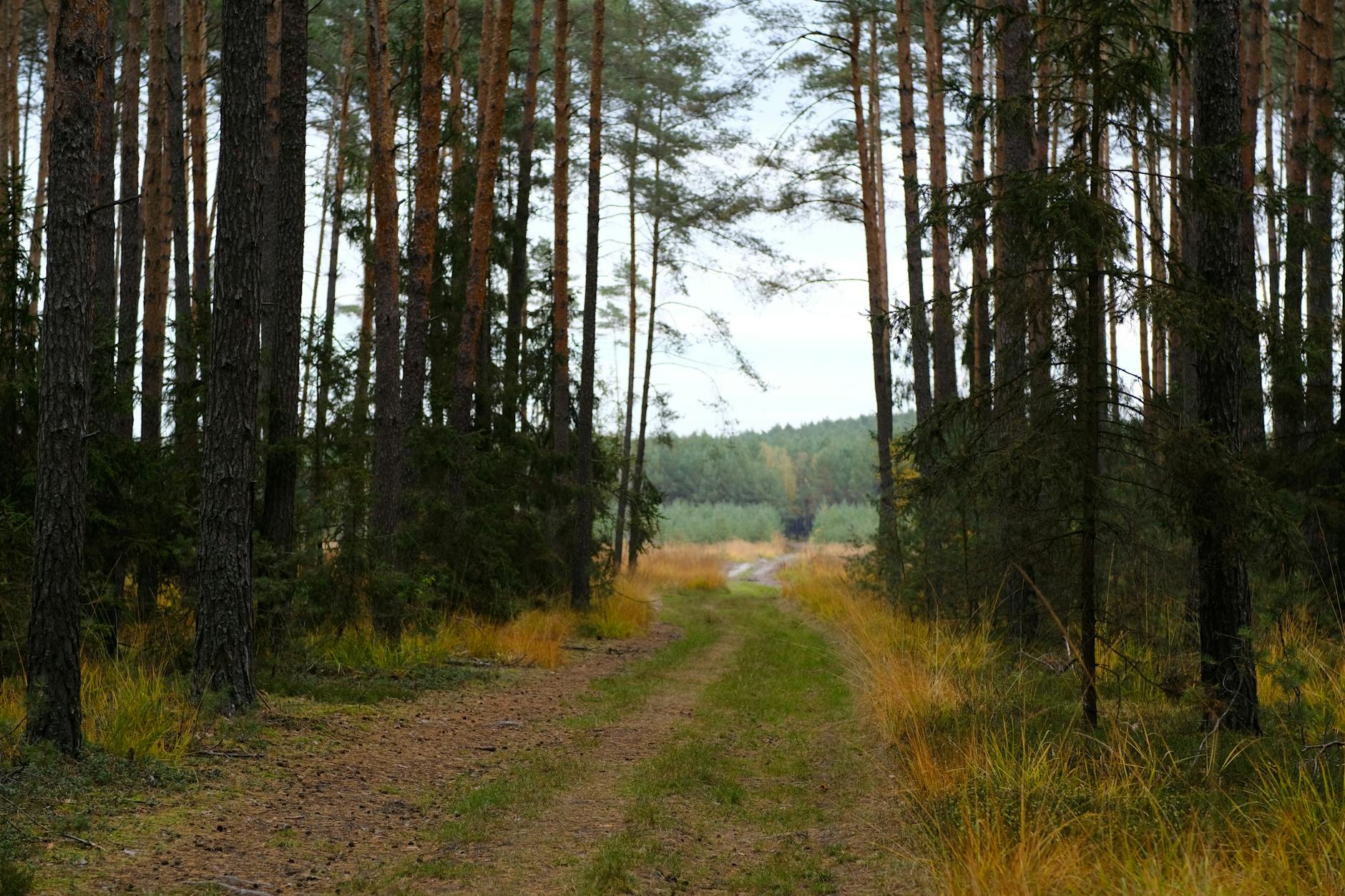 serene forest pathway in autumn setting